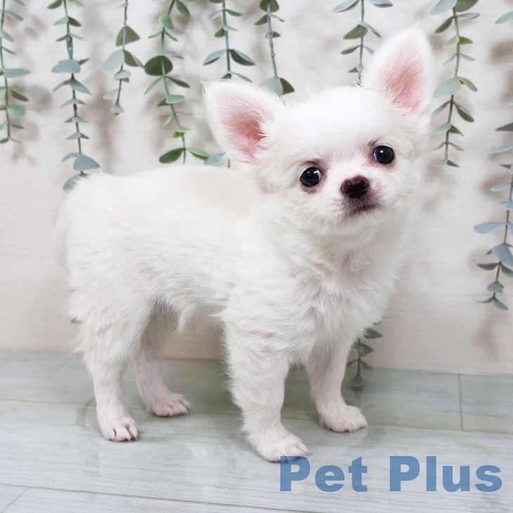 兵庫県のチワワ(ロング) (ペットプラス 神戸三宮店/2025年9月12日生まれ/女の子/クリーム)の子犬の1枚目の画像