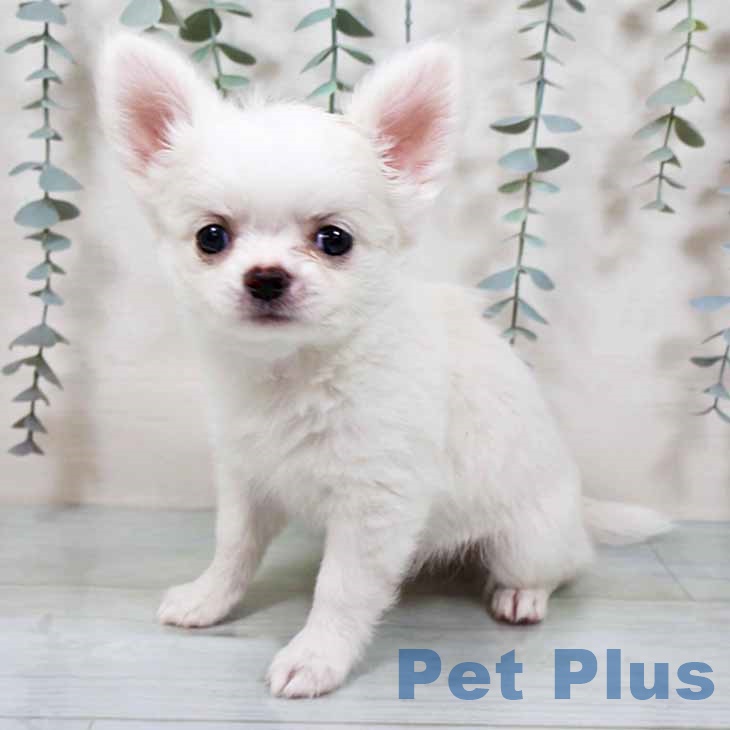 兵庫県のチワワ(ロング) (ペットプラス 神戸三宮店/2025年9月12日生まれ/女の子/クリーム)の子犬の2枚目の画像