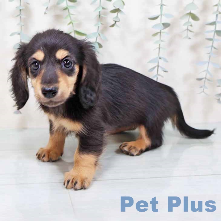 大阪府のカニンヘンダックスフンド(ロング) (ペットプラス ららぽーと和泉店/2025年9月12日生まれ/女の子/ブラックタン)の子犬