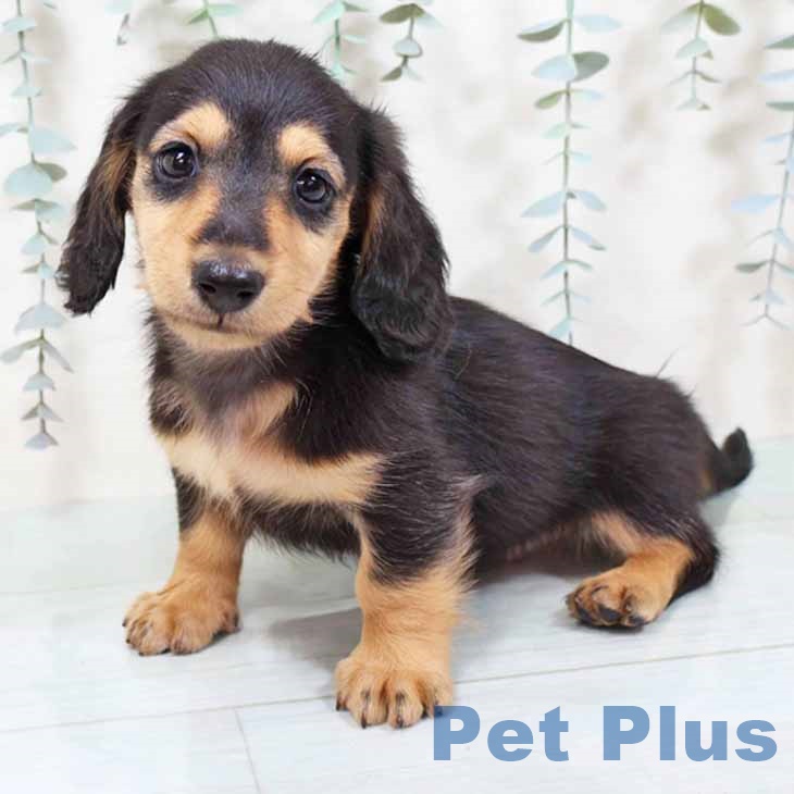 カニーンヘン・ダックスフンド