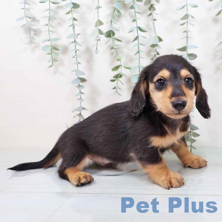 カニーンヘン・ダックスフンド