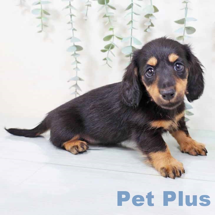 カニーンヘン・ダックスフンド