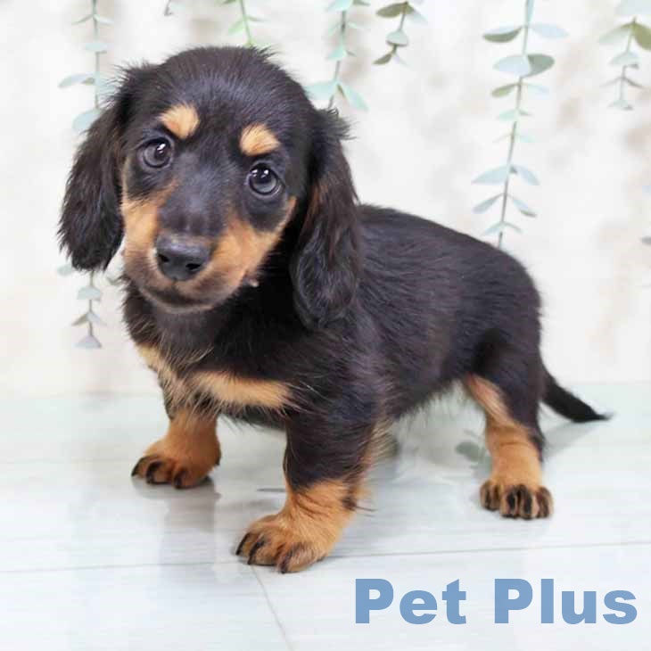 カニーンヘン・ダックスフンドの写真2