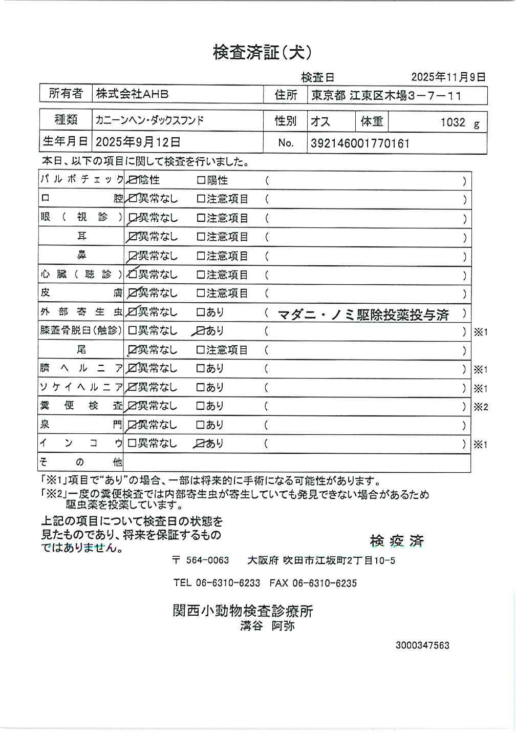 カニーンヘン・ダックスフンド