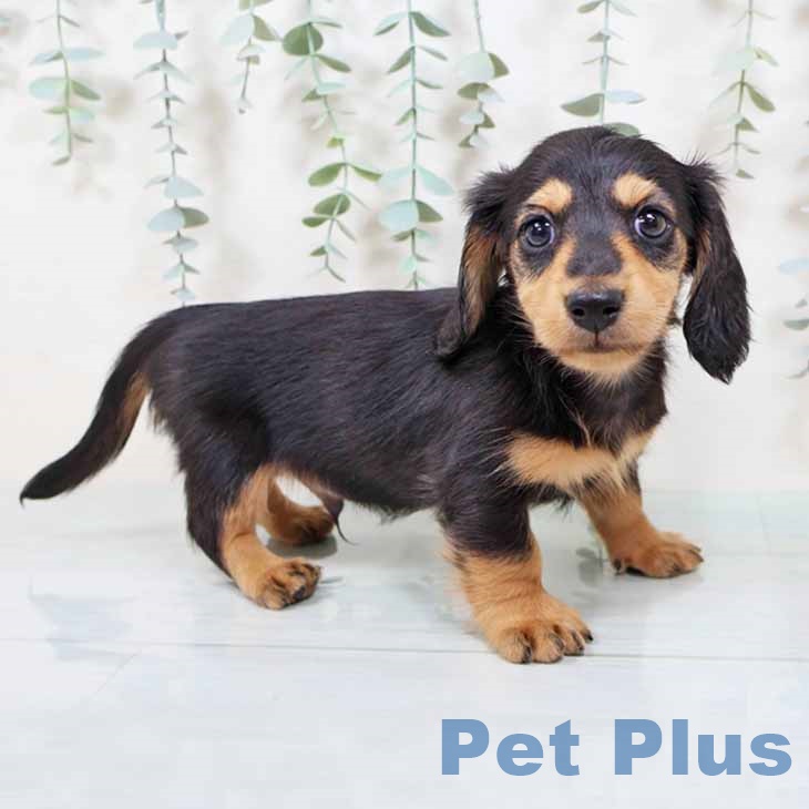 大阪府のカニンヘンダックスフンド(ロング) (ペットプラス イオン大日店/2025年9月12日生まれ/男の子/ブラックタン)の子犬