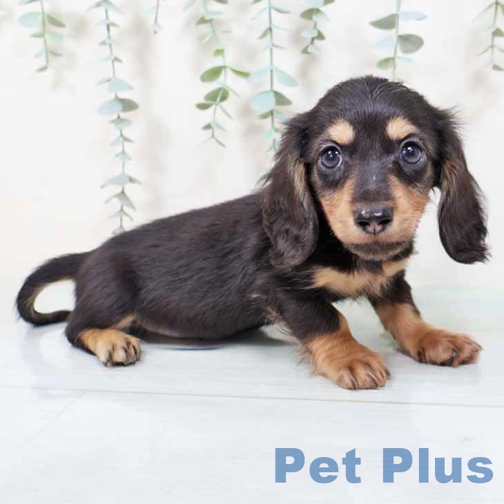 大阪府のカニンヘンダックスフンド(ロング) (ペットプラス ららぽーと和泉店/2025年9月8日生まれ/男の子/ブラックタン)の子犬