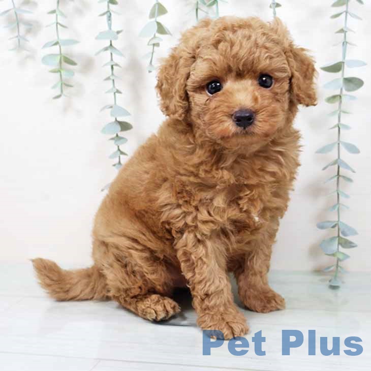 大阪府のトイプードル(トイ) (ペットプラス りんくう泉南店/2025年9月12日生まれ/男の子/ペールフォーン)の子犬の1枚目の画像