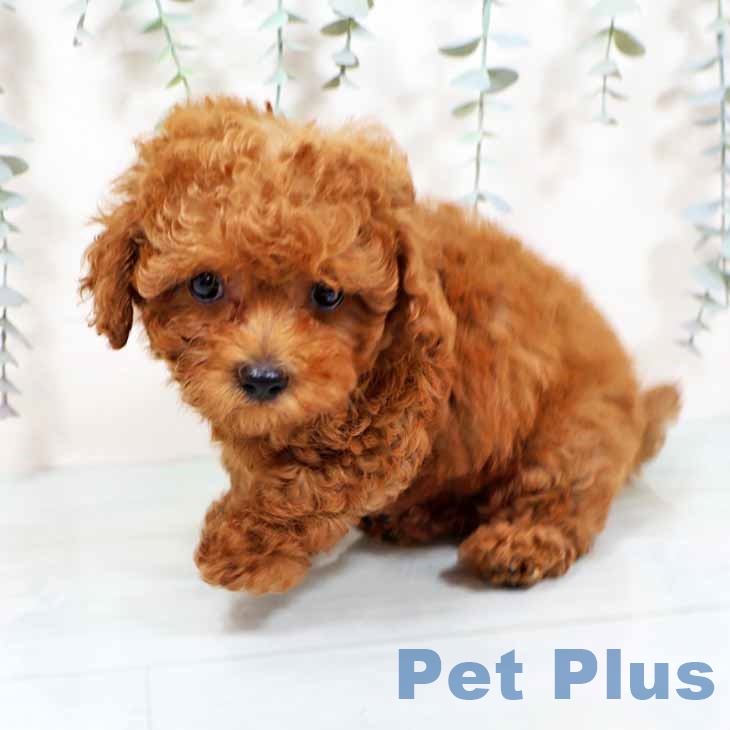 大阪府のトイプードル(トイ) (ペットプラス ららぽーと和泉店/2025年9月11日生まれ/男の子/レッドフォーン)の子犬の1枚目の画像
