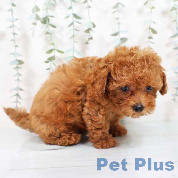 大阪府のトイプードル(トイ) (ペットプラス ららぽーと和泉店/2025年9月11日生まれ/男の子/レッドフォーン)の子犬の2枚目の画像