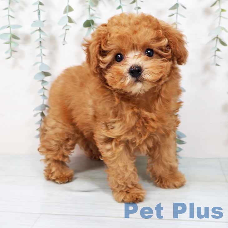大阪府のトイプードル(トイ) (ペットプラス 堺北花田店/2025年9月10日生まれ/男の子/レッドフォーン)の子犬の1枚目の画像