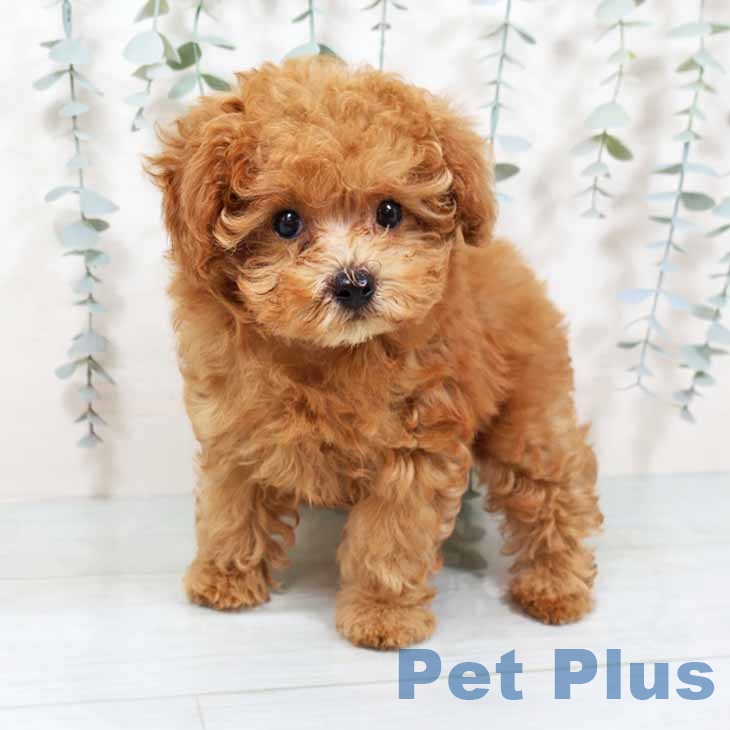 大阪府のトイプードル(トイ) (ペットプラス 堺北花田店/2025年9月10日生まれ/男の子/レッドフォーン)の子犬の2枚目の画像