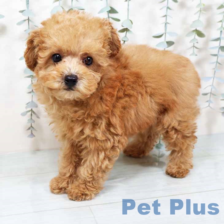 大阪府のトイプードル(トイ) (ペットプラス 堺鉄砲町店/2025年9月10日生まれ/男の子/オレンジフォーン)の子犬の1枚目の画像