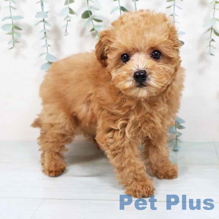 大阪府のトイプードル(トイ) (ペットプラス 堺鉄砲町店/2025年9月10日生まれ/男の子/オレンジフォーン)の子犬の2枚目の画像