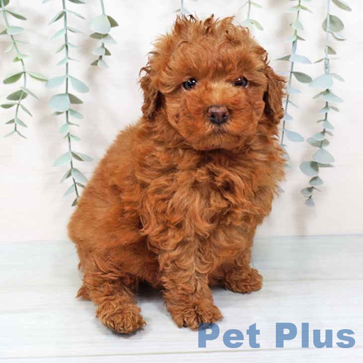 大阪府のトイプードル(トイ) (ペットプラス 松原店/2025年9月11日生まれ/男の子/レッド)の子犬の1枚目の画像