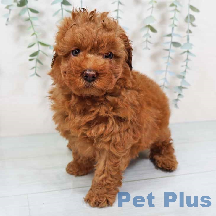 大阪府のトイプードル(トイ) (ペットプラス 松原店/2025年9月11日生まれ/男の子/レッド)の子犬の2枚目の画像