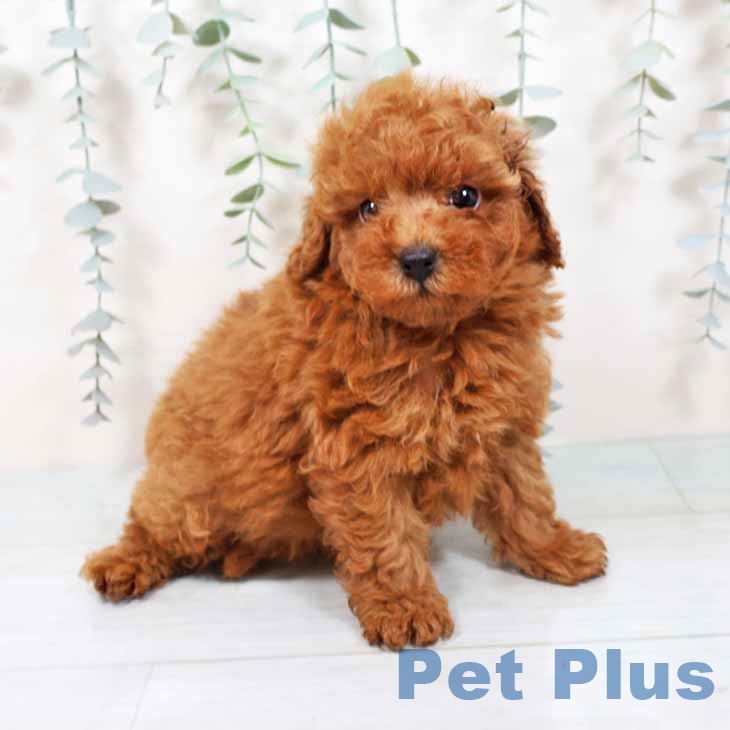 大阪府のトイプードル(トイ) (ペットプラス ららぽーと和泉店/2025年9月11日生まれ/男の子/レッド)の子犬