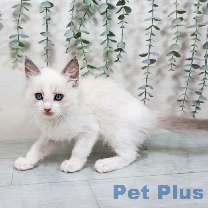 ラグドールの写真2