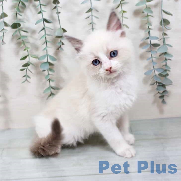 新潟県のラグドール (ペットプラス 新潟南店/2025年9月10日生まれ/女の子/ブルーポイントバイカラー)の子猫の1枚目の画像