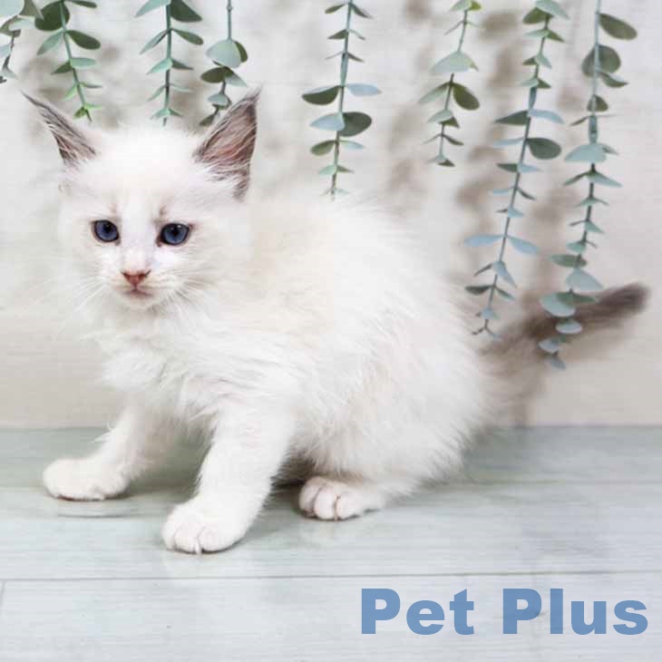 ラグドールの写真2