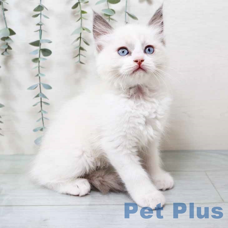 ラグドールの写真2