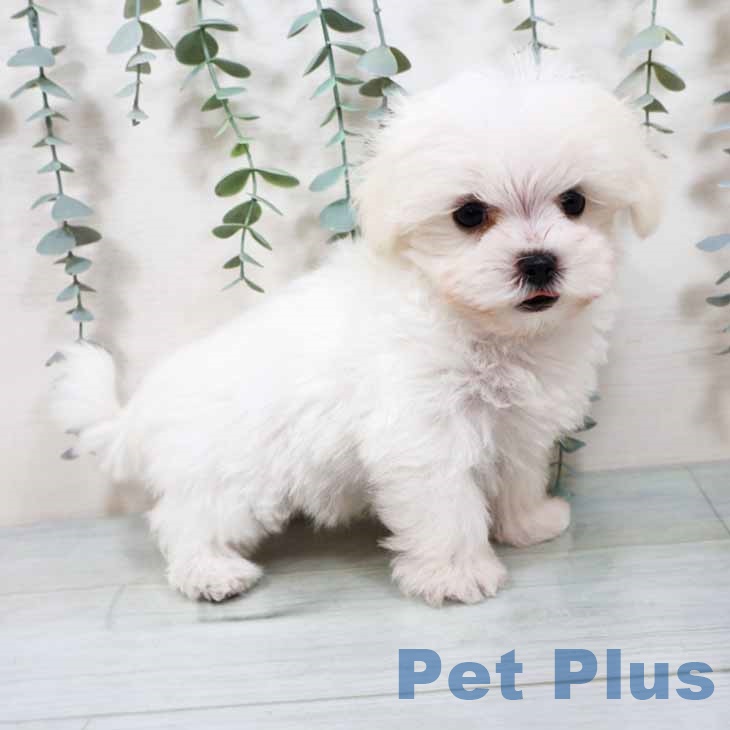 大阪府のマルチーズ (ペットプラス ららぽーと和泉店/2025年9月8日生まれ/男の子/ホワイト)の子犬