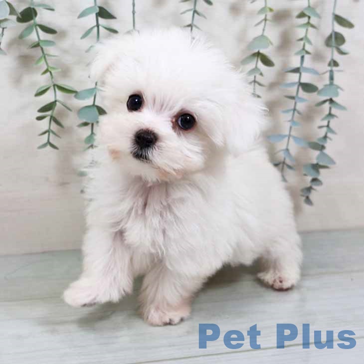 大阪府のマルチーズ (ペットプラス イオン大日店/2025年9月8日生まれ/男の子/ホワイト)の子犬