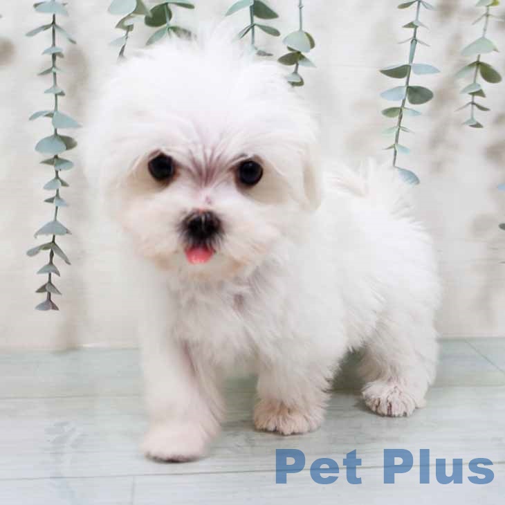 大阪府のマルチーズ (ペットプラス りんくう泉南店/2025年9月8日生まれ/女の子/ホワイト)の子犬の2枚目の画像