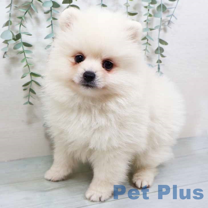 大阪府のポメラニアン (ペットプラス りんくう泉南店/2025年9月11日生まれ/男の子/クリーム)の子犬の1枚目の画像