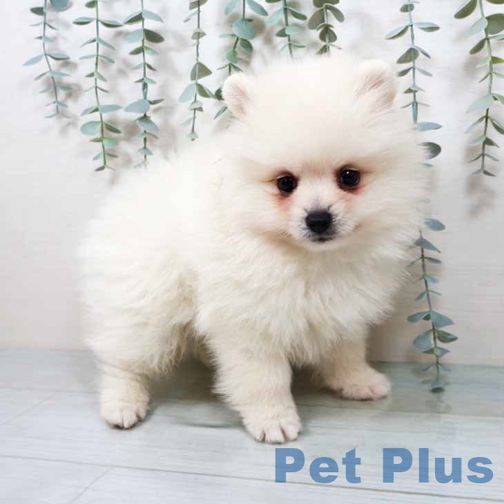 大阪府のポメラニアン (ペットプラス りんくう泉南店/2025年9月11日生まれ/男の子/クリーム)の子犬の2枚目の画像