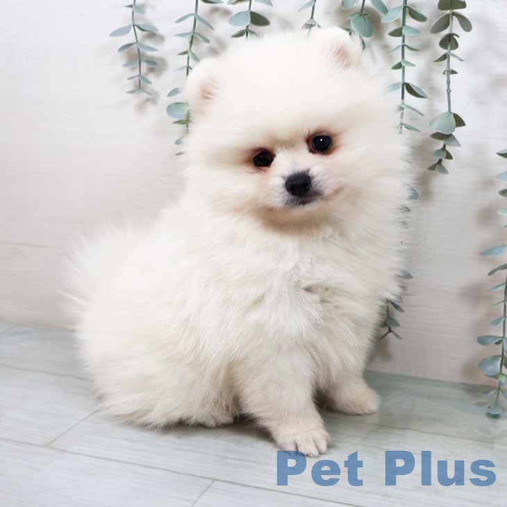 兵庫県のポメラニアン (ペットプラス 神戸三宮店/2025年9月11日生まれ/男の子/クリーム)の子犬の1枚目の画像