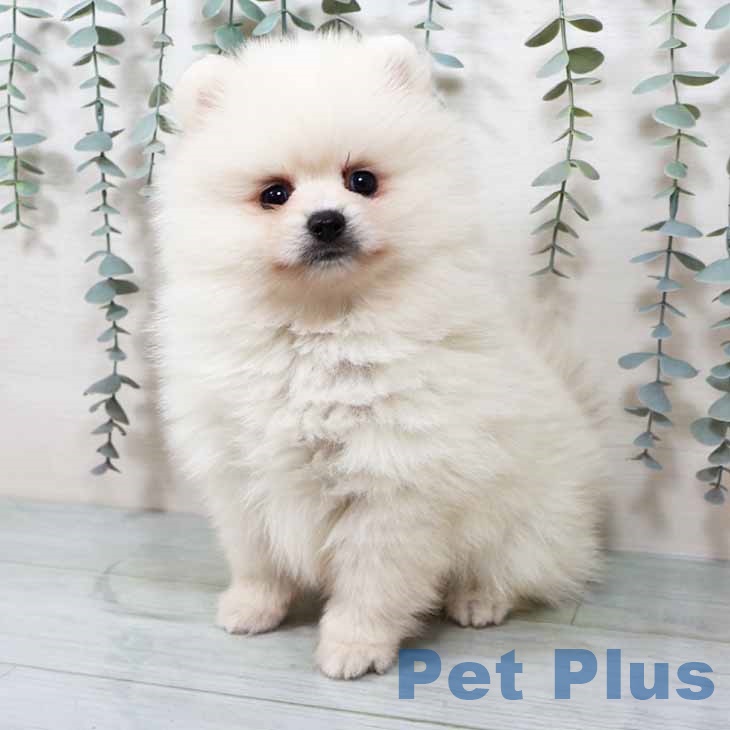 兵庫県のポメラニアン (ペットプラス 神戸三宮店/2025年9月11日生まれ/男の子/クリーム)の子犬の2枚目の画像