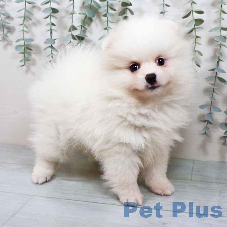 大阪府のポメラニアン (ペットプラス 鶴見店/2025年9月11日生まれ/女の子/クリーム)の子犬の1枚目の画像