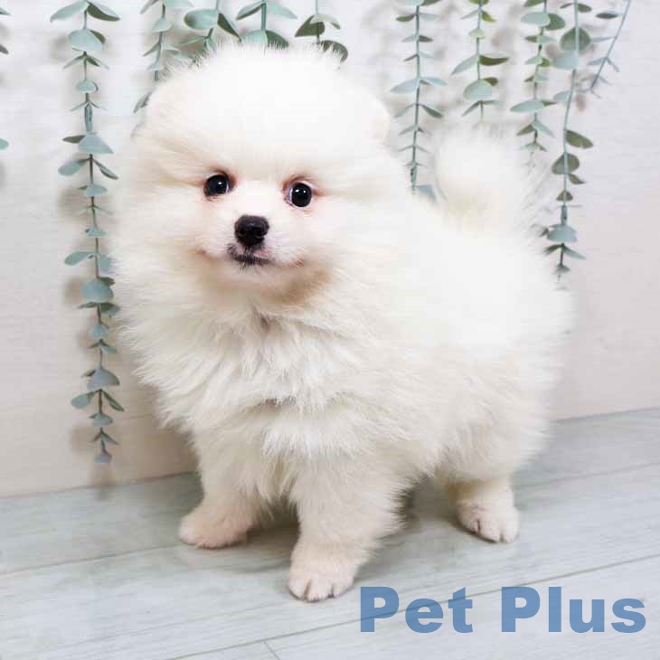 大阪府のポメラニアン (ペットプラス 鶴見店/2025年9月11日生まれ/女の子/クリーム)の子犬の2枚目の画像
