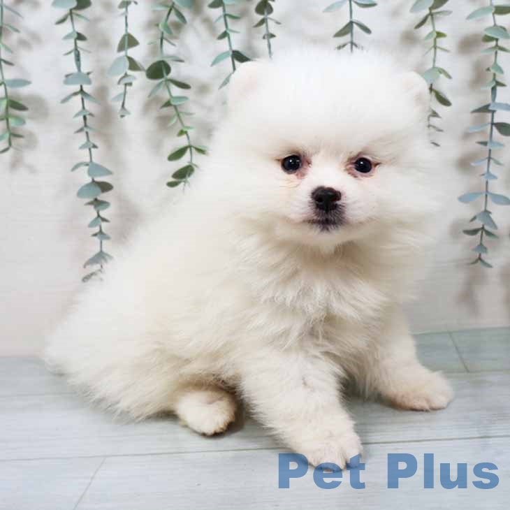 京都府のポメラニアン (ペットプラス 久御山店/2025年9月12日生まれ/男の子/クリーム)の子犬の1枚目の画像