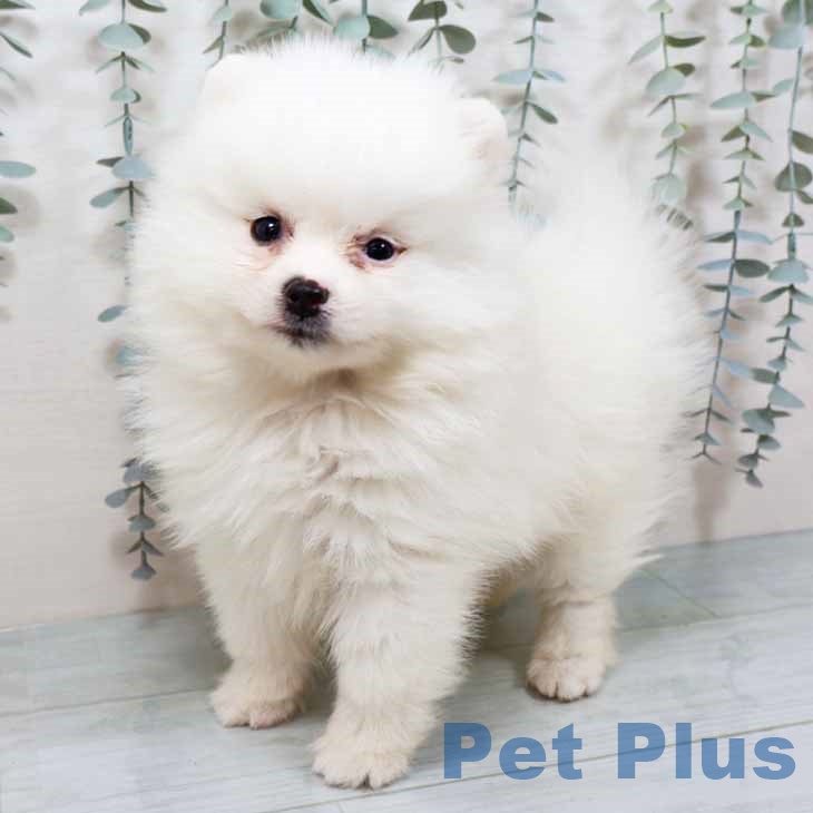 京都府のポメラニアン (ペットプラス 久御山店/2025年9月12日生まれ/男の子/クリーム)の子犬の2枚目の画像