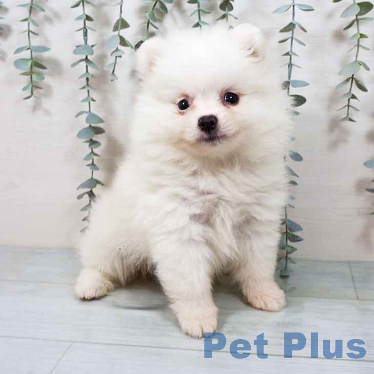 大阪府のポメラニアン (ペットプラス ららぽーと和泉店/2025年9月12日生まれ/女の子/クリーム)の子犬