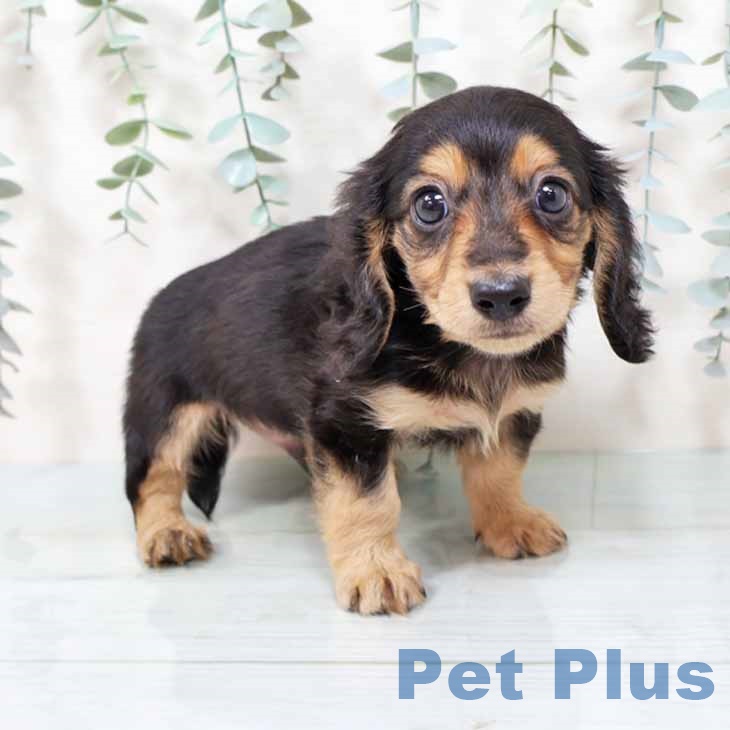 大阪府のミニチュアダックスフンド(ロング) (ペットプラス りんくう泉南店/2025年9月10日生まれ/男の子/ブラックイエロー)の子犬の1枚目の画像