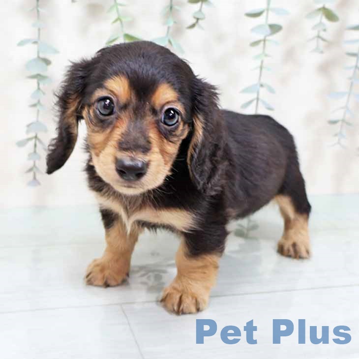 大阪府のミニチュアダックスフンド(ロング) (ペットプラス りんくう泉南店/2025年9月10日生まれ/男の子/ブラックイエロー)の子犬の2枚目の画像