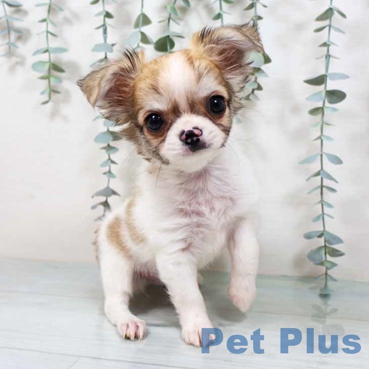 大阪府のチワワ(ロング) (ペットプラス 堺北花田店/2025年9月6日生まれ/男の子/パーティーカラー)の子犬の1枚目の画像
