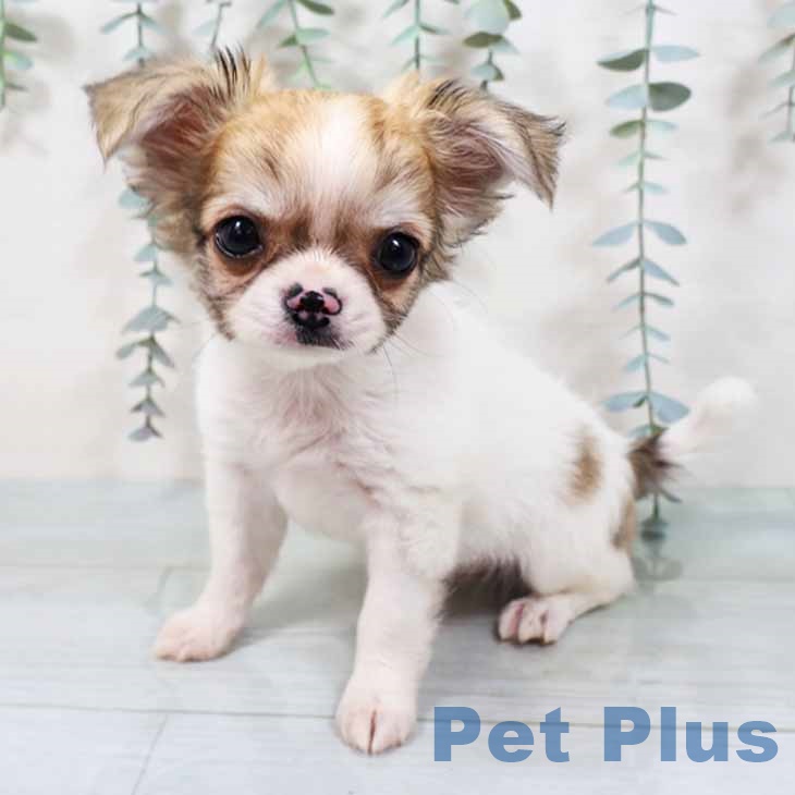 大阪府のチワワ(ロング) (ペットプラス 堺北花田店/2025年9月6日生まれ/男の子/パーティーカラー)の子犬の2枚目の画像