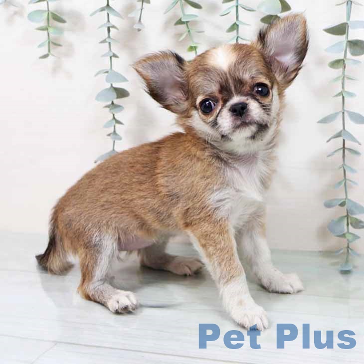 新潟県のチワワ(ロング) (ペットプラス 新潟南店/2025年9月7日生まれ/女の子/フォーンホワイト)の子犬の1枚目の画像