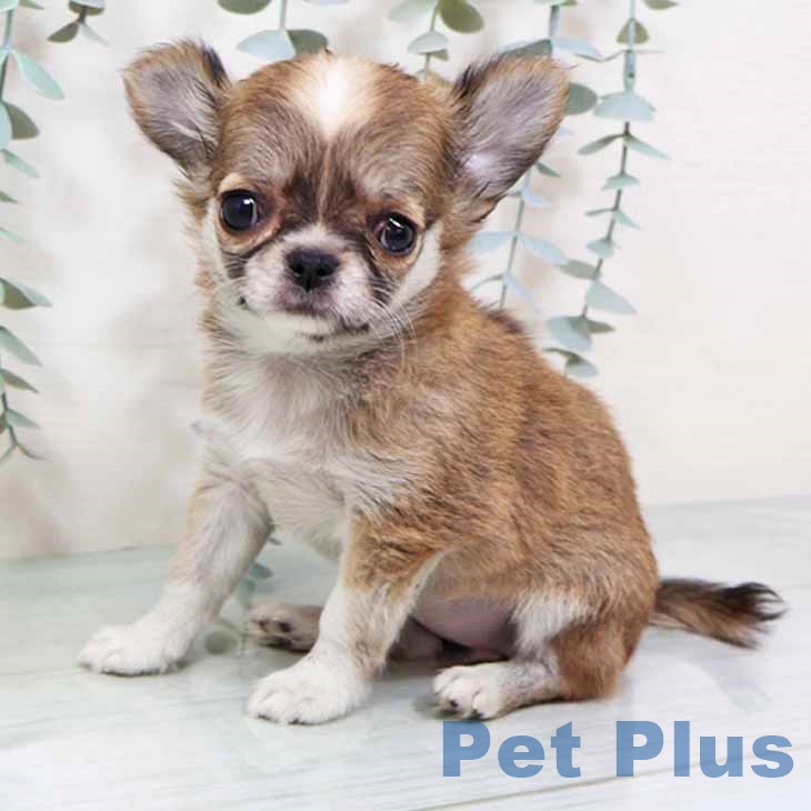 新潟県のチワワ(ロング) (ペットプラス 新潟南店/2025年9月7日生まれ/女の子/フォーンホワイト)の子犬の2枚目の画像