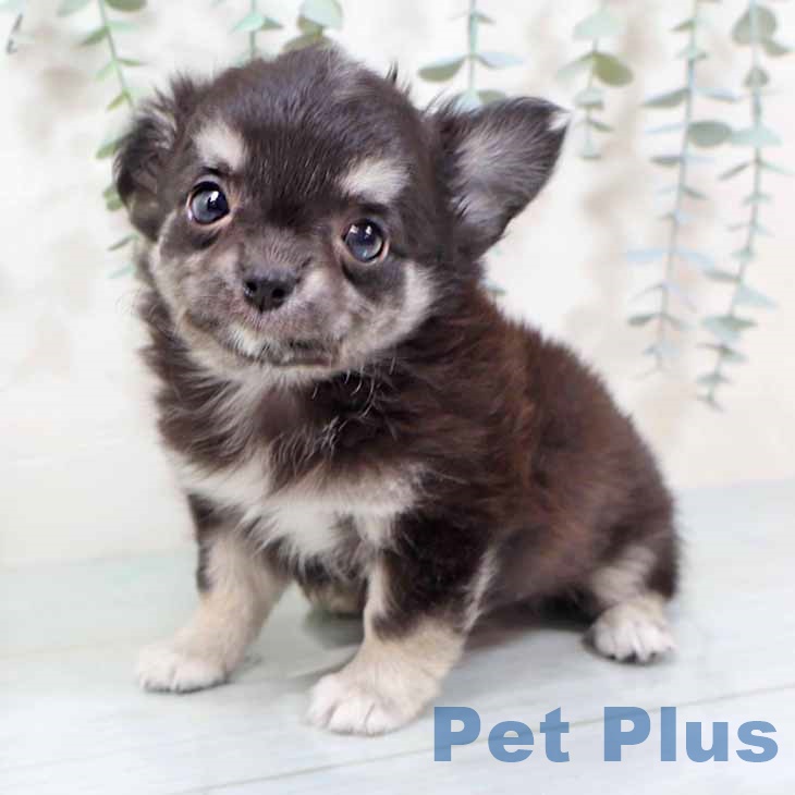 新潟県のチワワ(ロング) (ペットプラス 新潟南店/2025年9月10日生まれ/男の子/ブラックタン)の子犬の1枚目の画像