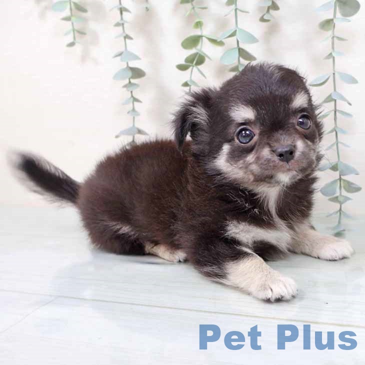 新潟県のチワワ(ロング) (ペットプラス 新潟南店/2025年9月10日生まれ/男の子/ブラックタン)の子犬の2枚目の画像