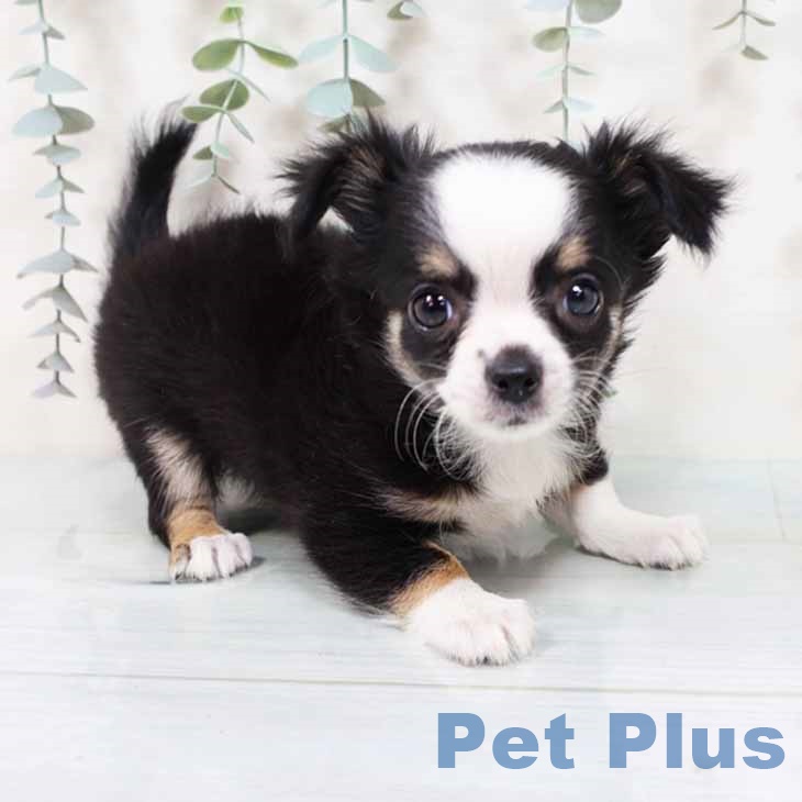 新潟県のチワワ(ロング) (ペットプラス 新潟青山店/2025年9月10日生まれ/女の子/ブラックタンホワイト)の子犬