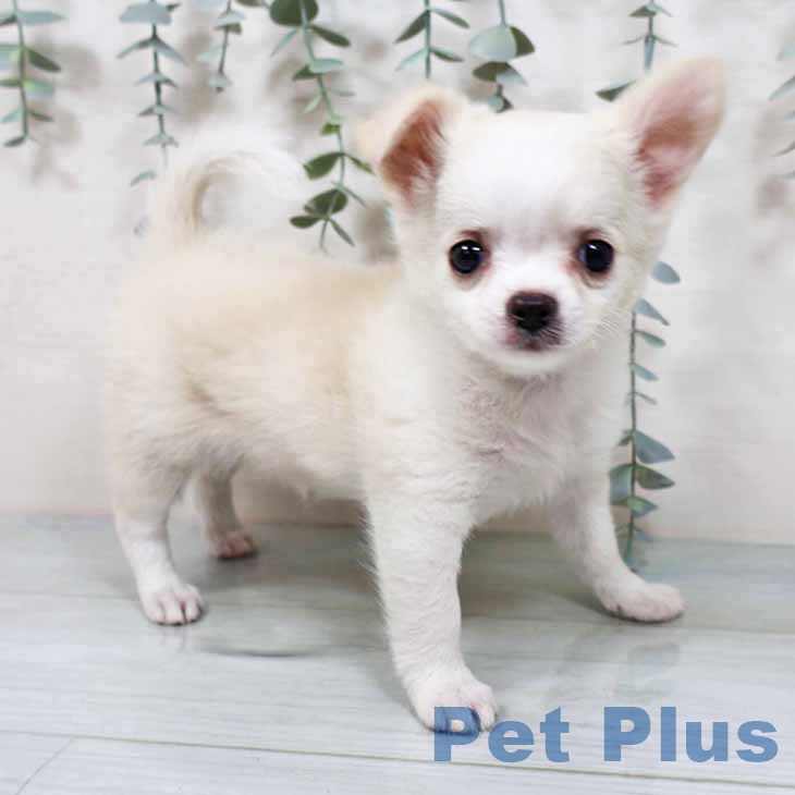 大阪府のチワワ(ロング) (ペットプラス りんくう泉南店/2025年9月10日生まれ/女の子/クリームホワイト)の子犬の1枚目の画像