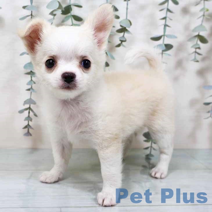 大阪府のチワワ(ロング) (ペットプラス りんくう泉南店/2025年9月10日生まれ/女の子/クリームホワイト)の子犬の2枚目の画像
