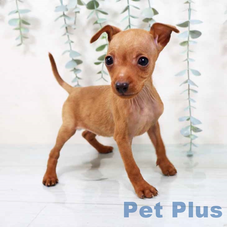 兵庫県のミニチュアピンシャー (ペットプラス 明石店/2025年8月24日生まれ/女の子/レッド)の子犬の1枚目の画像