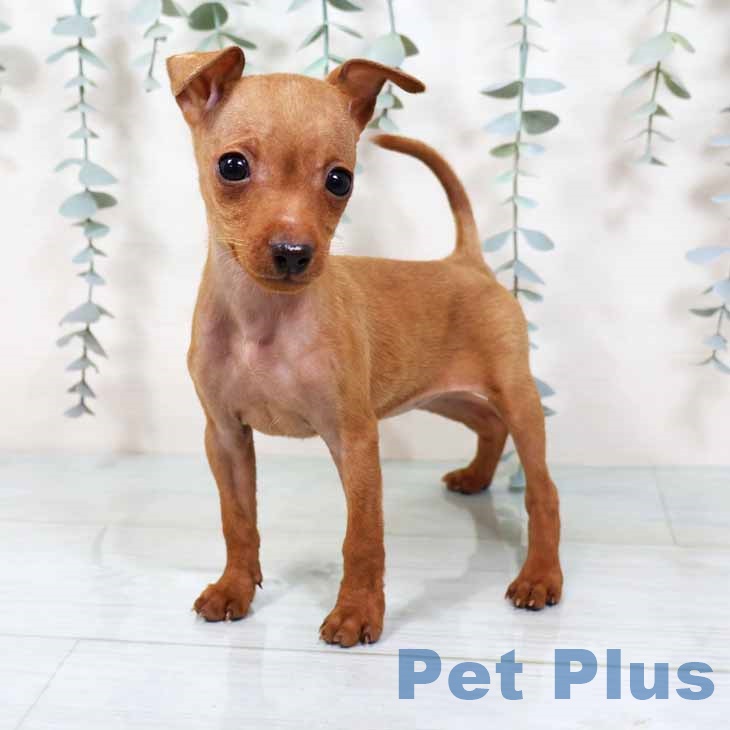 兵庫県のミニチュアピンシャー (ペットプラス 明石店/2025年8月24日生まれ/女の子/レッド)の子犬の2枚目の画像