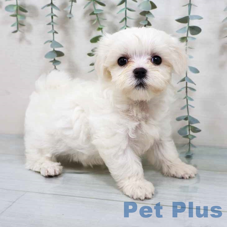 大阪府のマルチーズ (ペットプラス ららぽーと和泉店/2025年9月12日生まれ/女の子/ホワイト)の子犬